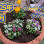 ガーデニング寄せ植えNo1