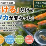 【主夫ライフ】メダカを”分けたら”変わった！色揚げ・繁殖率アップの実体験記｜ハッピー主夫ライフ