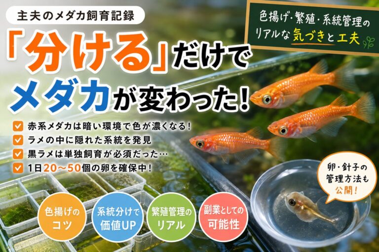 【主夫ライフ】メダカを”分けたら”変わった！色揚げ・繁殖率アップの実体験記｜ハッピー主夫ライフ